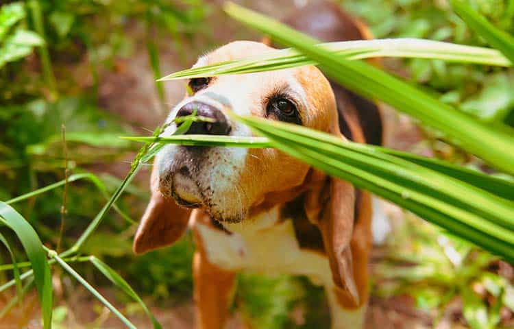 Beagle-dog-sniffs-at-toxic-plants-in-the-garden